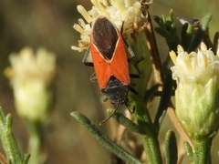 Melanopleurus belfragei