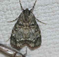 Stericta chlorophoena