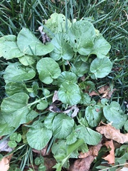 Barbarea vulgaris