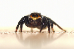 Corythalia conferta