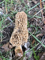 Morchella americana