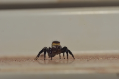 Corythalia conferta