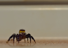 Corythalia conferta