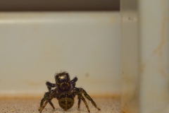 Corythalia conferta