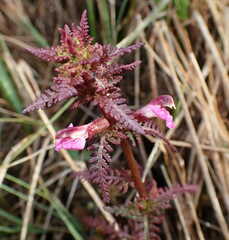 Pedicularis palustris