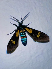Euchromia guineensis