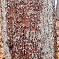 Populus