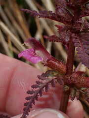 Pedicularis palustris