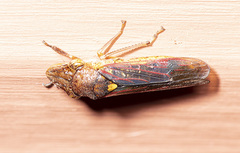 Homalodisca