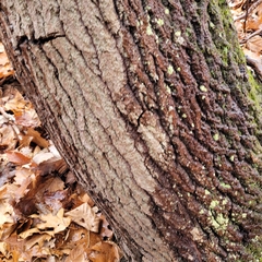 Populus