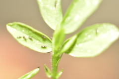 Thysanoptera