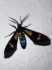 Euchromia guineensis