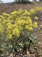 Eriogonum umbellatum var. modocense