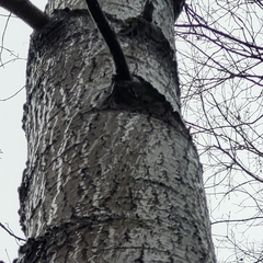 Populus