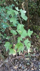 Ribes divaricatum