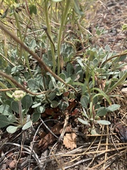 Eriogonum umbellatum modocense
