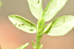 Thysanoptera