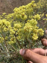 Eriogonum umbellatum modocense