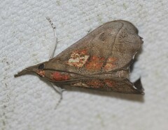 Styphlolepis hypermegas