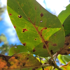 Phacidiopycnis washingtonensis