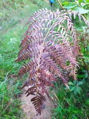 Pteridium aquilinum