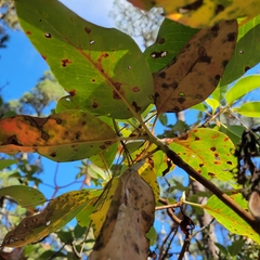 Phacidiopycnis washingtonensis