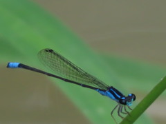 Acanthagrion