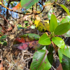 Phacidiopycnis washingtonensis