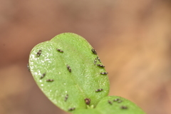 Thysanoptera