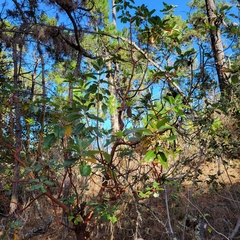 Phacidiopycnis washingtonensis