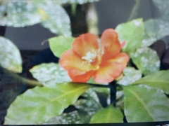 Leuenbergeria bleo