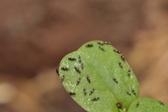 Thysanoptera