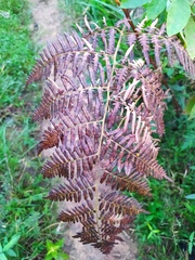 Pteridium aquilinum
