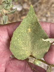 Abutilon abutiloides