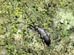 Pogonognathellus longicornis