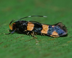 Limnaecia polycydista