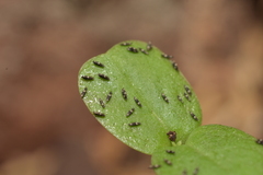 Thysanoptera