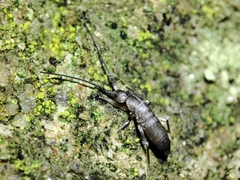 Pogonognathellus longicornis