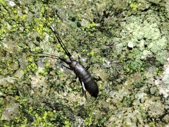 Pogonognathellus longicornis