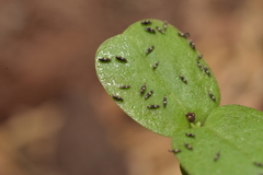 Thysanoptera