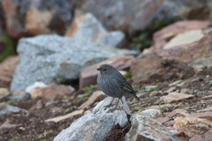 Geospizopsis unicolor