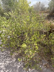 Gossypium davidsonii