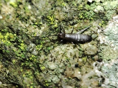 Pogonognathellus longicornis