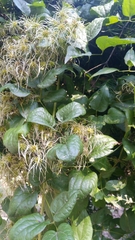 Clematis vitalba