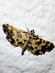Eurrhyparodes tricoloralis