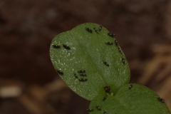 Thysanoptera