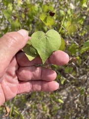Gossypium davidsonii