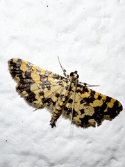 Eurrhyparodes tricoloralis