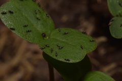 Thysanoptera