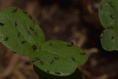 Thysanoptera
